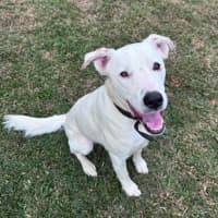 Photo of Brazil *$350 Adoption Fee*