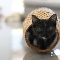 Photo of Myrtle