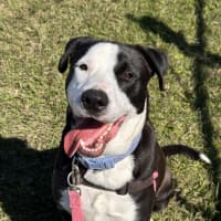 Photo of Ollie