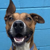 Photo of Skip