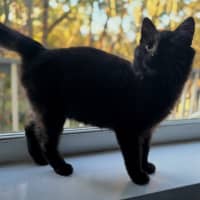 Photo of Meowcolm 