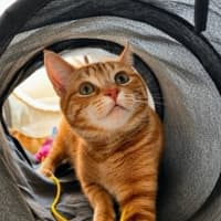 Photo of Cordelia