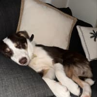 Photo of Chester