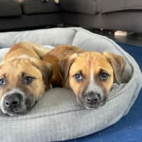 Photo of Barney   8 Week Old Mastiff X (Trial)