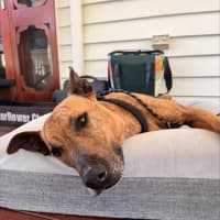 Photo of Trigger