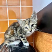 Photo of Lucy