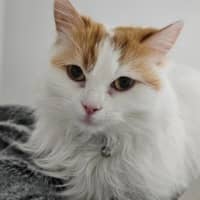 Photo of Belle