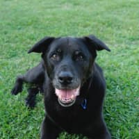 Photo of Bear   11 Year Old Labrador X