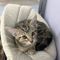 Photo of Simba