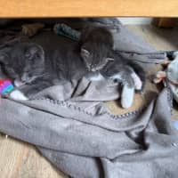 Photo of Pugsley Meet Me At Petstock Chelsea