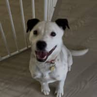 Photo of Moonlight Sparkle