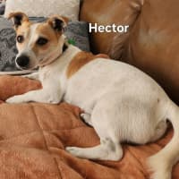 Photo of Hector