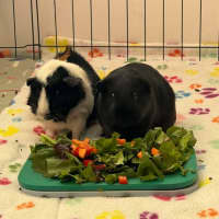 Photo of Lily & Piper