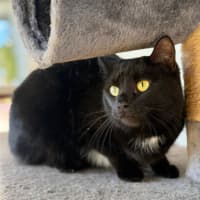 Photo of Skye
