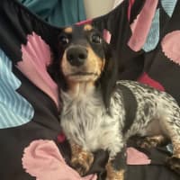 Photo of Betsy 