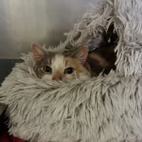 Photo of Cookie