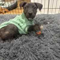 Photo of Freya