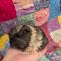 Photo of Comet