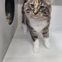 Photo of Polly (Bonded To Cassie)