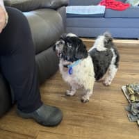 Photo of Piper💖7yo, Shih Tzu Girl (On Trial 14/9/25)