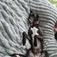 Photo of Poppy, The Cat Friendly Greyhound