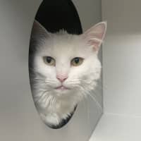 Photo of Molly (Bonded To Bella)