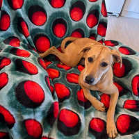 Photo of Daphne