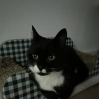 Photo of Big Best Baby Boy Bernard