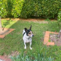 Photo of Rocky