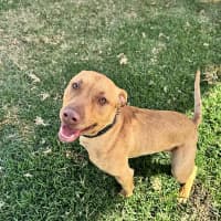 Photo of Goose