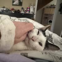 Photo of Gizmo   1 Year Old Domestic Short Hair (On Trial)