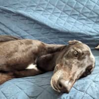 Photo of Blakey, The Greyhound