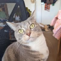 Photo of Ayaka   In Foster Care In Thornbury