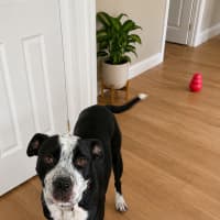 Photo of Toby Smooch