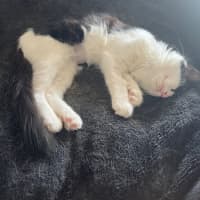 Photo of Monique Meet Me @Petstock Hastings