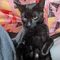 Photo of Reglisse