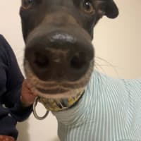 Photo of Boston, The Greyhound