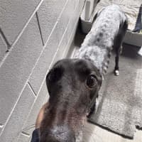 Photo of Skye