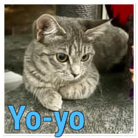 Photo of Yoyo