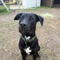 Photo of Stitch