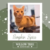 Photo of Pumpkin Spice