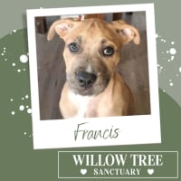 Photo of Francis
