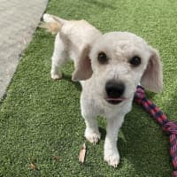 Photo of Marshmallow 