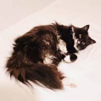 Photo of Kormos   Located In Thornbury