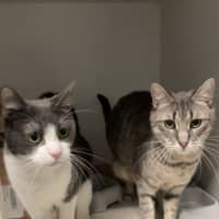 Photo of Dorian And Sterling