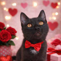 Photo of Oreo