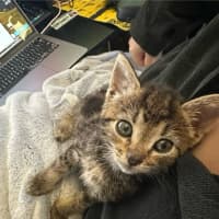 Photo of Starburst (Was Toby)