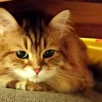 Photo of Milly Siberian