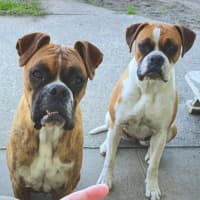 Photo of Hank And Moo