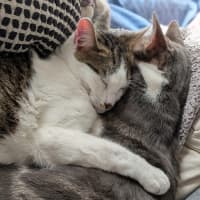 Photo of Chai And Mochi